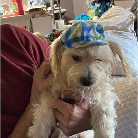 Pet Lovers,Vibrant Life Pink, and White Striped Bling Harness and Matching Hat - Picture 6 of 6